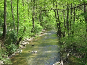 春日春意盎然树林图片